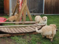 H Wurf 21.02 (8) : H-Wurf vom Tüfelsland geb. 31.12.2015 vom 20.02.16